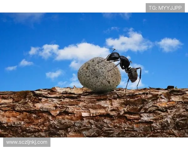 焦泊乔：在风云变幻的时代中追寻梦想与坚持的力量
